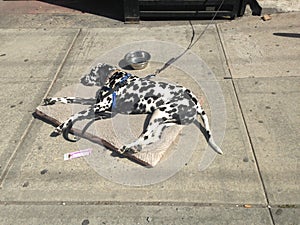 Dalmatian Dog Lying in the Street.