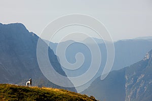 Dalmatian dog on a mountaintop