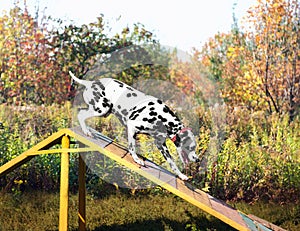 Dalmatian dog in nature