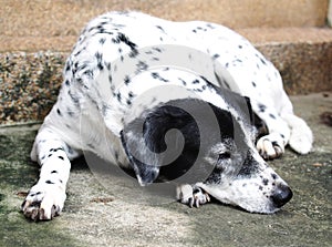 Dalmatian dog no purebred