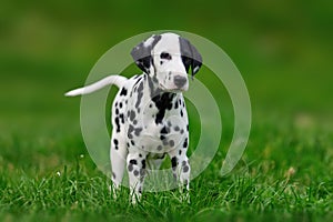 Dalmatian dog outdoors in summer