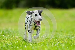 Dalmatian dog outdoors in summer