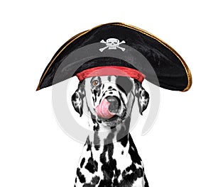 Dalmatian dog in a pirate costume