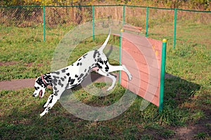Dalmatian dog on the playground