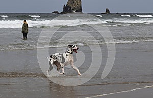 Dalmatian Dog playing at the Cannon beach