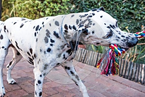 Dalmatian dog playing on a driveway