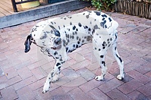 Dalmatian dog playing on a driveway