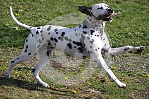 Dalmatian dog playing with stick