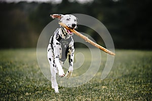 Dalmatian dog playing with a stick