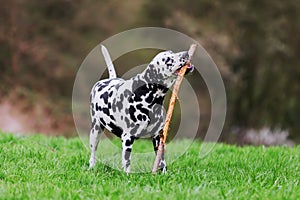 Dalmatian dog plays with a stick