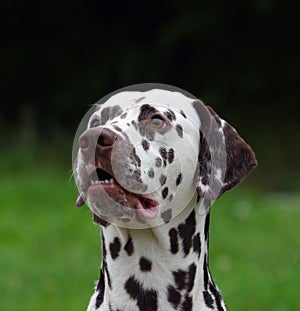 Dalmatian dog portrait