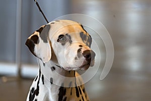 Dalmatian dog portrait