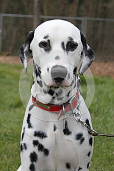 Dalmatian dog portrait