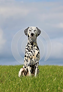 Dalmatian Dog portrait