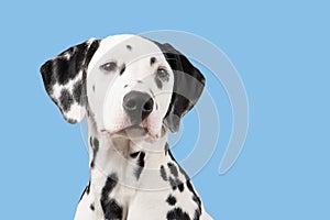 Dalmatian dog portrait on a blue background