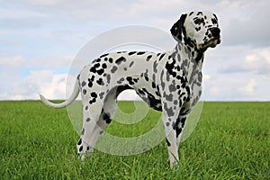 Dalmatian dog portrait in the garden