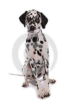 Dalmatian dog portrait isolated on a white background