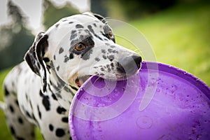 Dalmatian dog