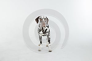 Dalmatian dog portrait standing on white background. Dog looks into camera. Copy space.Dog Face Close Up.beautiful