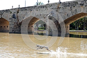 Dalmatian dog at Puente del Real bridge in Turia park in Valencia, Spain