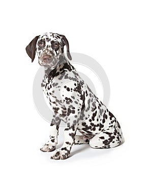 Dalmatian dog puppy