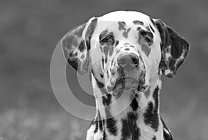 Dalmatian dog Puppy Head On in Black and White against a grey Ba