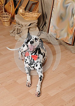 Dalmatian dog in a red bow tie in a rustic eco interior