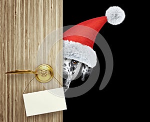 Dalmatian dog in red christmas santa claus hat looking out the door entrance at home with empty card. Isolated on black