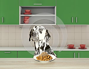 Dalmatian dog refuse to eat dry food