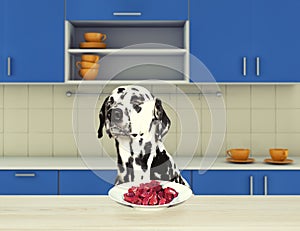 Dalmatian dog refuse to eat meat