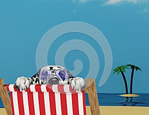 Dalmatian dog relaxing on a red deck chair on the beach
