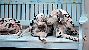 Dalmatian dog resting on chair