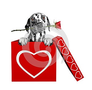 Dalmatian dog with rose sitting in valentines box. Isolated on white