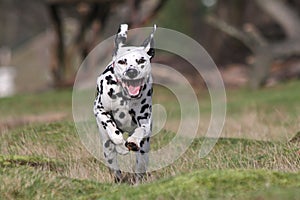 Dalmatian dog running