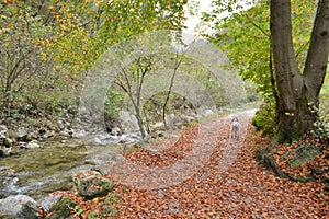 Dalmatian dog running away along the autumnal mountain path and the stream of pure mountain water.