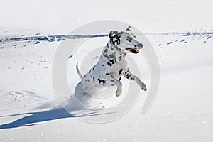 Dalmatian dog running and jumping