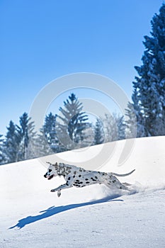 Dalmatian dog running and jumping in snow