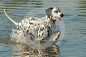 Dalmatian dog running in a lake