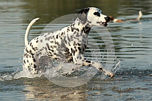 Dalmatian dog running in a lake