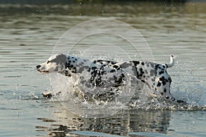 Dalmatian dog running in a lake