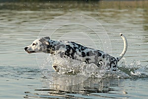 Dalmatian dog running in a lake