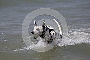 Dalmatian dog running in the sea