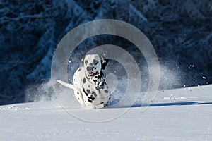 Dalmatian dog running in snow