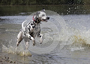 Dalmatian dog running in water