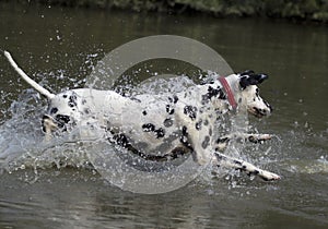 Dalmatian dog running in water