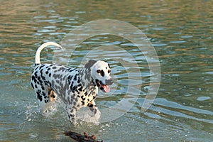 Dalmatian dog running through the water