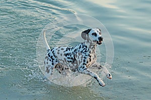 Dalmatian dog running through the water