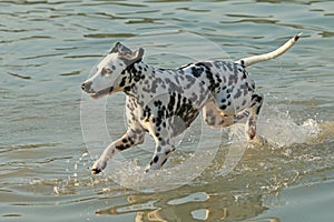 Dalmatian dog running through the water in a lake