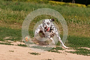 Dalmatian dog runs and plays with the ball