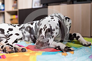 Dalmatian Dog with a sad,bored,relaxed,sick expression is sleeping on a carpet in brightly lit modern apartment